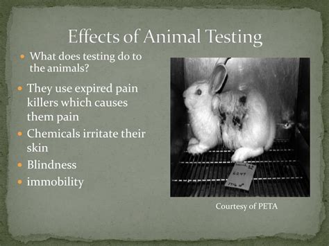 animal testing and its negative impacts|why is animal testing dangerous.